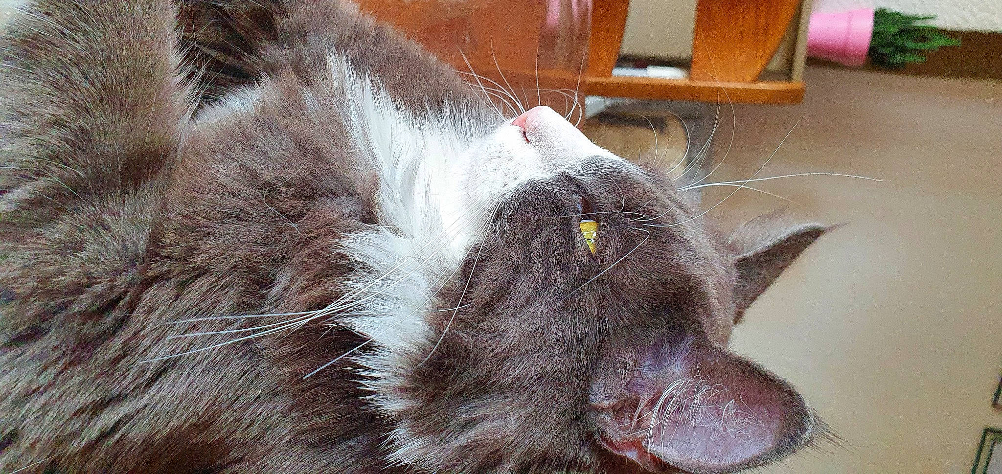 R'Kul a rejoint le concours — aidez-le/la à gagner de superbes lots ! black_cat, british_shorthair, carnivore, cat, chartreux, claw, domestic_short_haired_cat, fawn, felidae, fur, grey, nap, paw, sleep, small_to_medium_sized_cats, snout, tail, terrestrial_animal, whiskers, wood