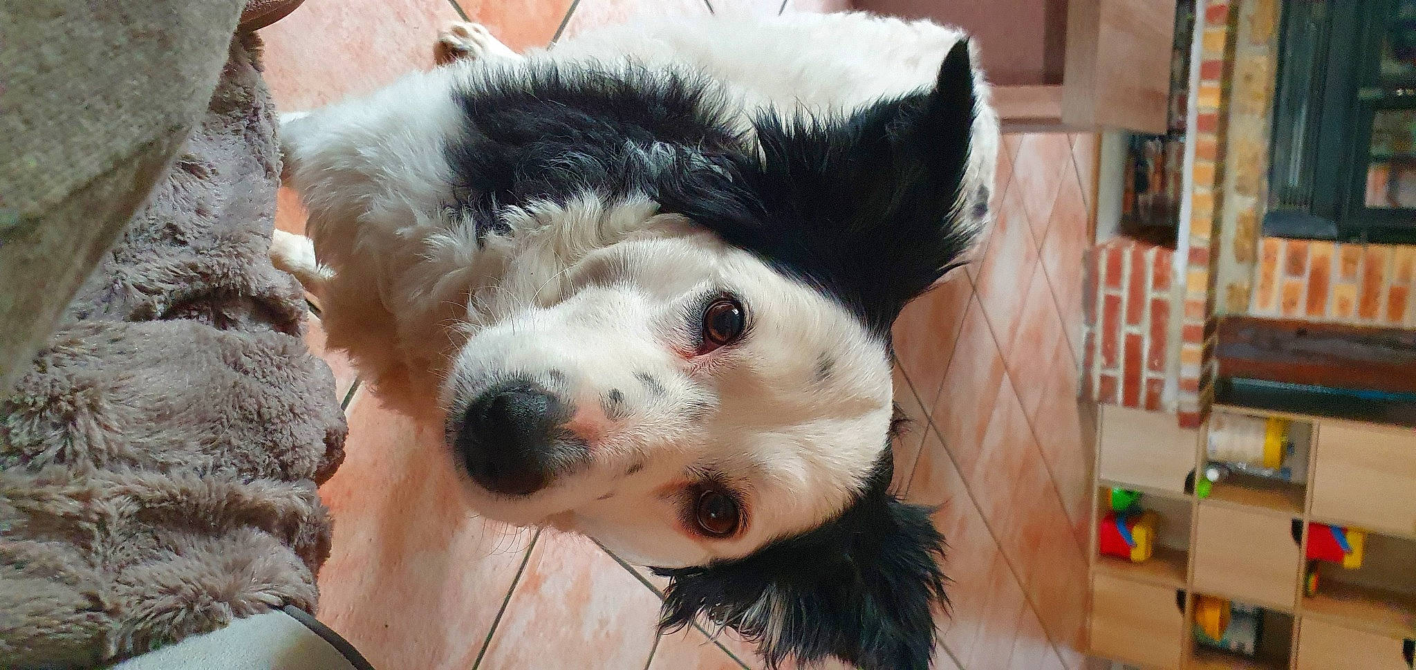 Izie a rejoint le concours — aidez-le/la à gagner de superbes lots ! animal_product, canidae, carnivore, companion_dog, dog, dog_breed, dog_supply, eye, fur, natural_material, non_sporting_group, selfie, snout, sporting_group, terrestrial_animal, toy_dog, whiskers, working_animal