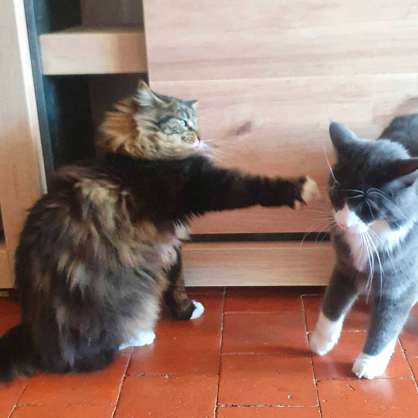 Mowgly participe au concours pour gagner de l'argent avec cette photo : carnivore, cat, claw, comfort, domestic_short_haired_cat, felidae, flooring, foot, fur, gesture, grey, human_leg, maine_coon, mammal, paw, small_to_medium_sized_cats, snout, tail, terrestrial_animal, whiskers