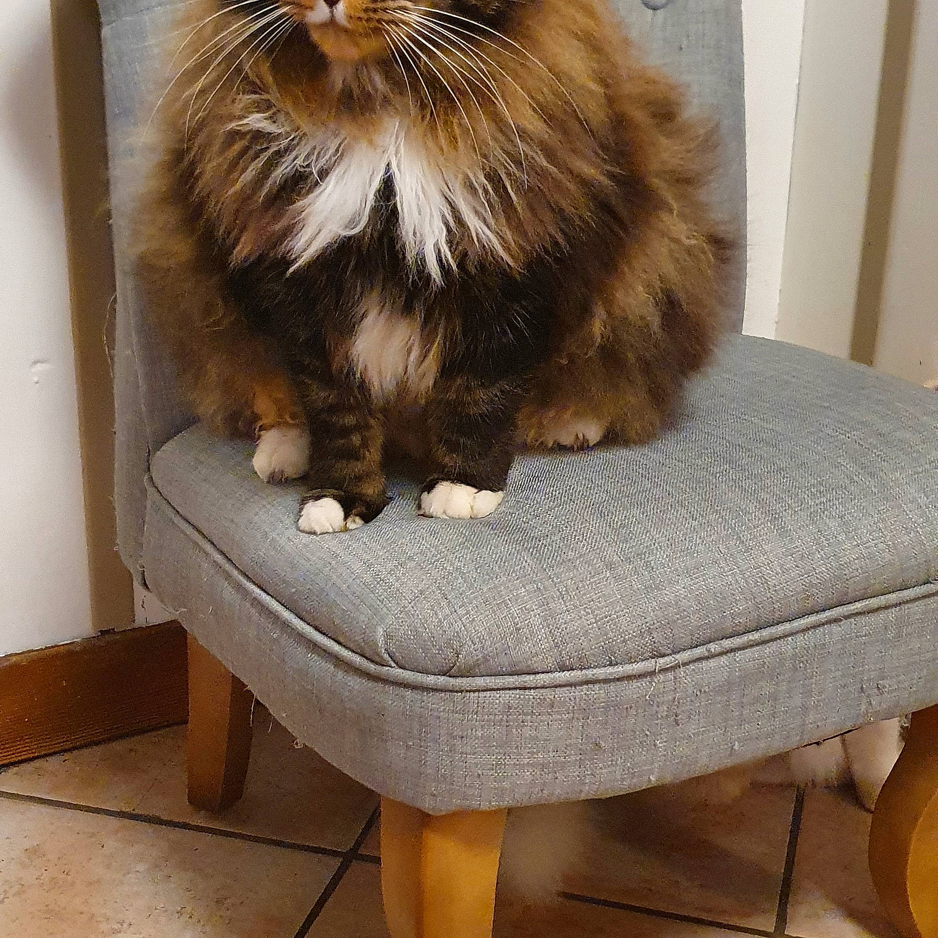 Mowgly a rejoint le concours — aidez-le/la à gagner de superbes lots ! box, carnivore, cat, cat_supply, claw, comfort, domestic_short_haired_cat, door, felidae, flooring, foot, fur, hardwood, maine_coon, rectangle, small_to_medium_sized_cats, tail, terrestrial_animal, whiskers, wood