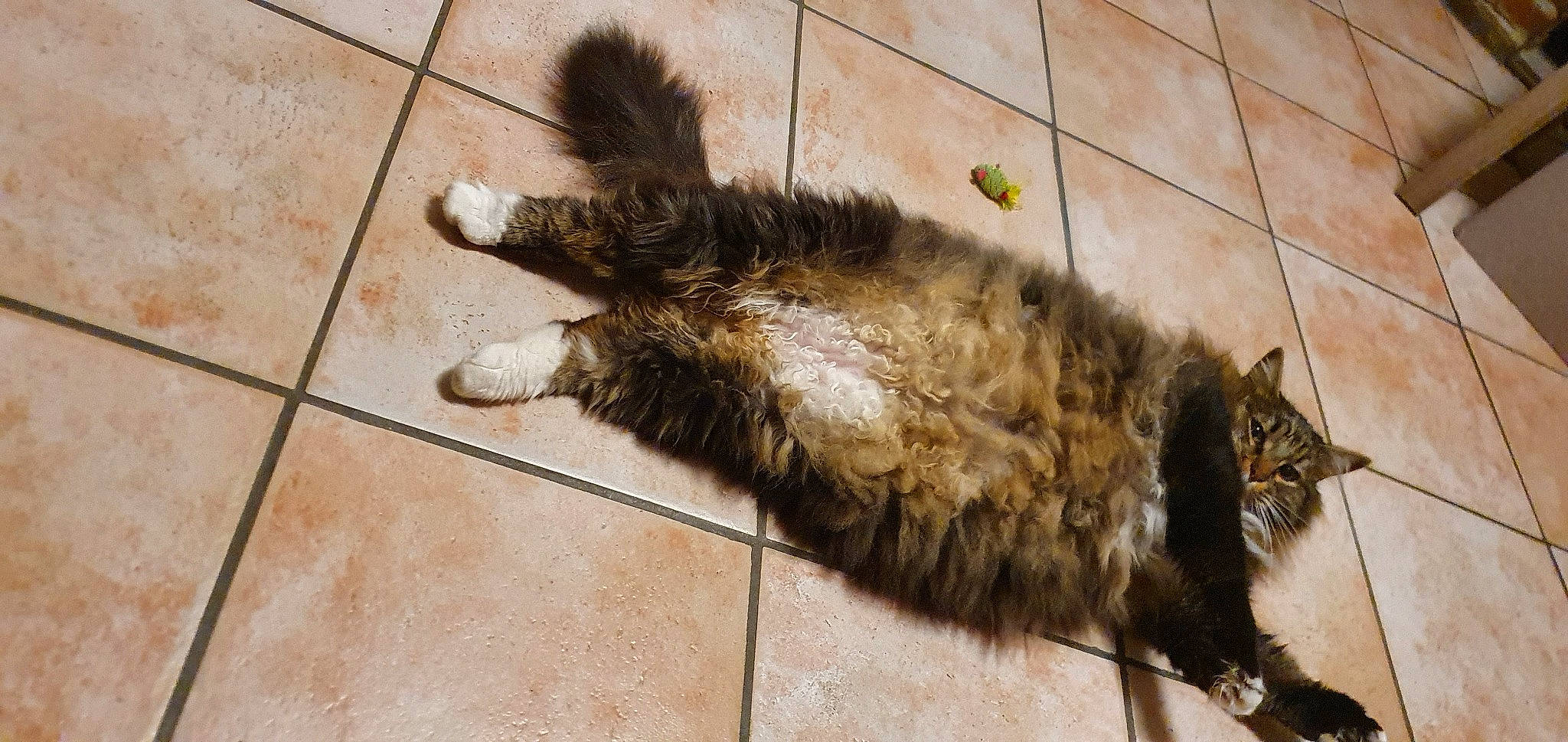 Mowgly a rejoint le concours — aidez-le/la à gagner de superbes lots ! carnivore, cat, claw, dog_breed, domestic_short_haired_cat, felidae, flooring, fur, paw, road_surface, shadow, small_to_medium_sized_cats, snout, tail, terrestrial_animal, whiskers