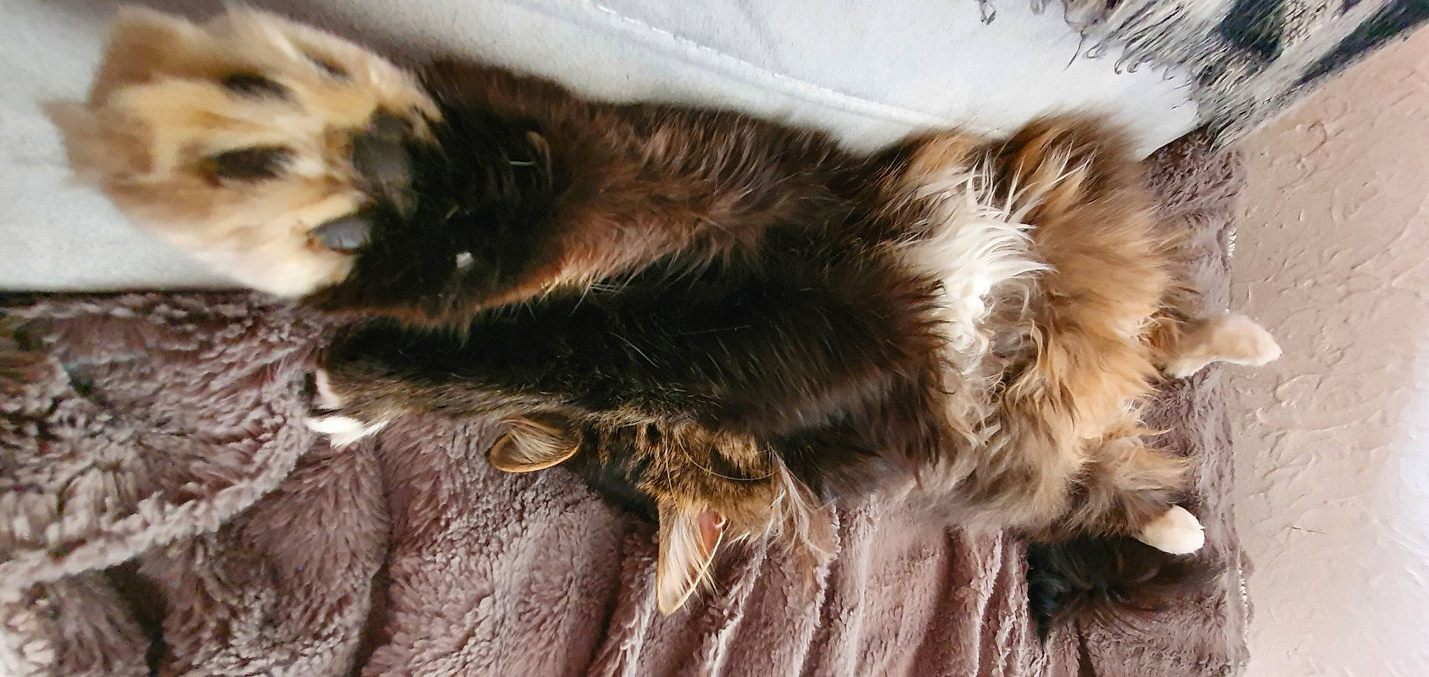 Mowgly a rejoint le concours — aidez-le/la à gagner de superbes lots ! canidae, carnivore, cat, claw, close_up, dog_breed, fawn, felidae, fur, liver, natural_material, paw, small_to_medium_sized_cats, snout, sporting_group, tail, terrestrial_animal, whiskers, wildlife, wood