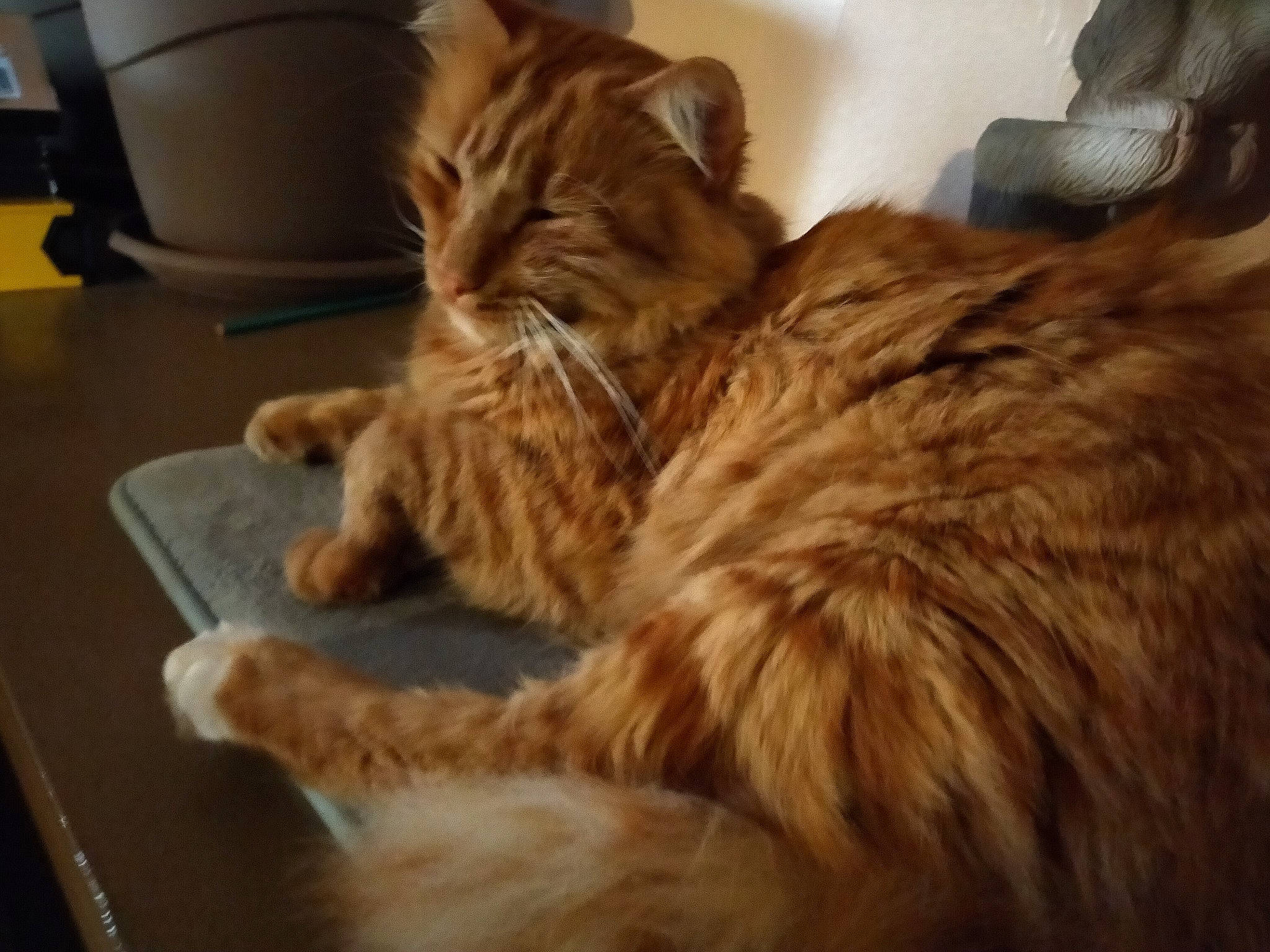 Shiro a rejoint le concours — aidez-le/la à gagner de superbes lots ! bed, canidae, carnivore, cat, claw, comfort, domestic_short_haired_cat, fawn, felidae, flooring, fur, hardwood, nap, paw, small_to_medium_sized_cats, snout, tail, terrestrial_animal, whiskers, wood