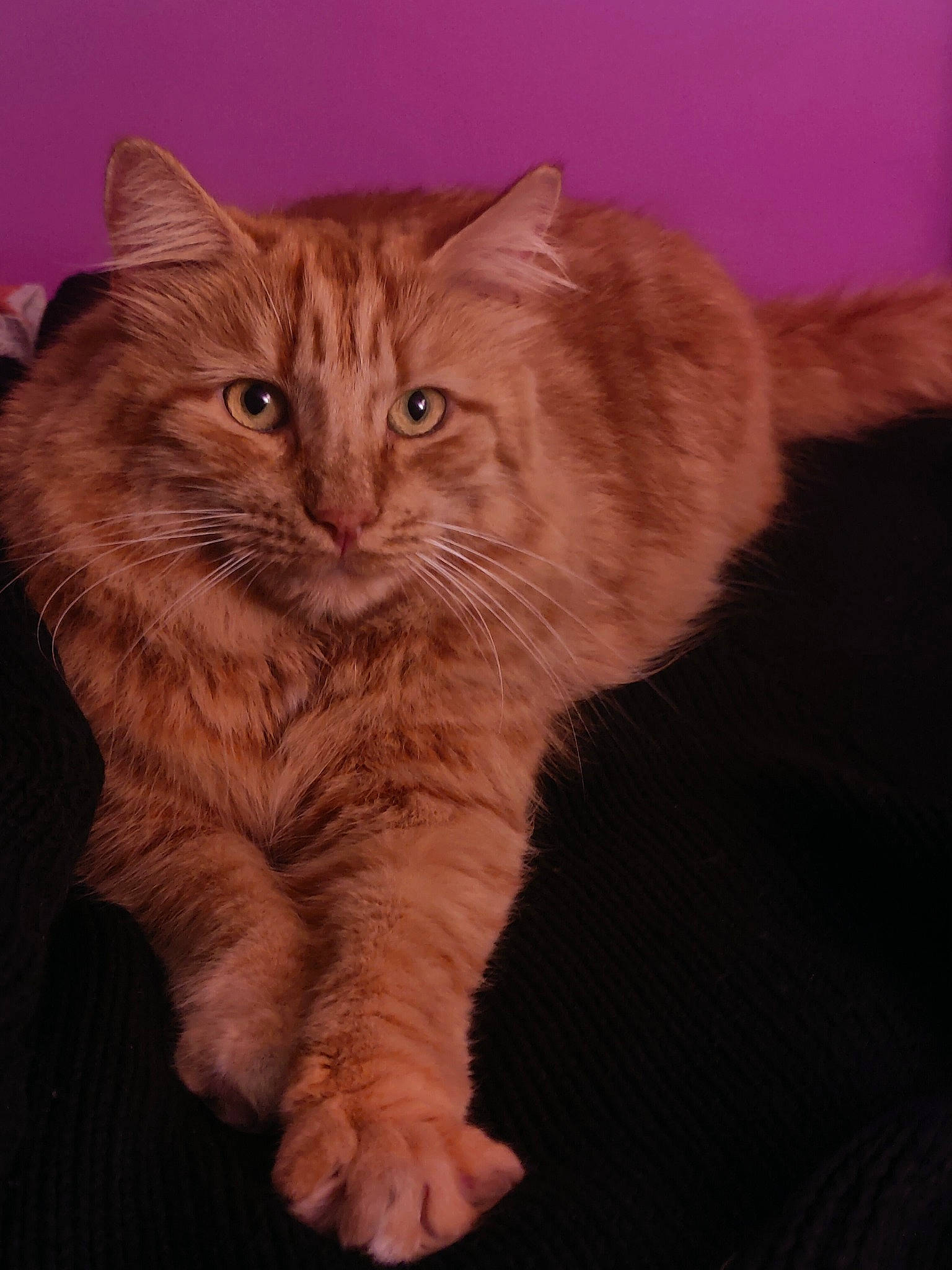 Shiro a rejoint le concours — aidez-le/la à gagner de superbes lots ! carnivore, cat, claw, domestic_short_haired_cat, ear, fawn, felidae, fur, paw, peach, small_to_medium_sized_cats, snout, tail, terrestrial_animal, whiskers, window