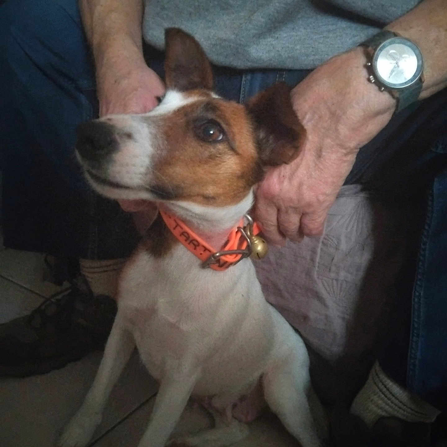 Tartine participe au concours pour gagner de l'argent avec cette photo : attentive, bell, brown_fur, collar, companionship, dog, hands, indoor, jack_russell, jeans, looking_up, person, pet, shoes, sitting, small_dog, sweater, tile_floor, watch, white_fur