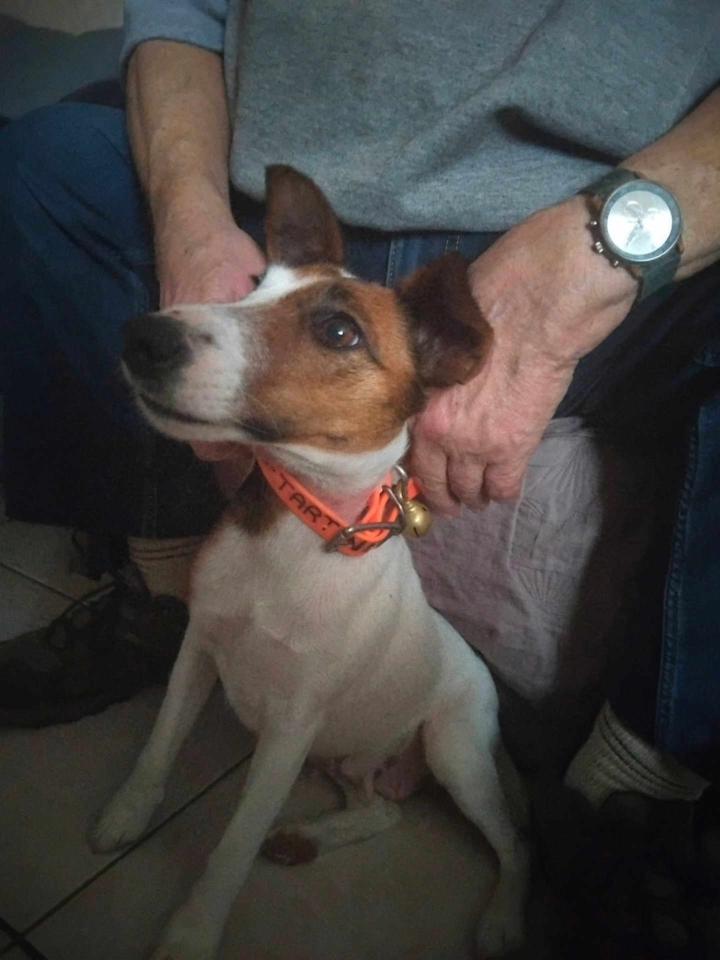 Tartine participe au concours pour gagner de l'argent avec cette photo : attentive, bell, brown_fur, collar, companionship, dog, hands, indoor, jack_russell, jeans, looking_up, person, pet, shoes, sitting, small_dog, sweater, tile_floor, watch, white_fur