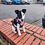 puppy, dog, pink_harness, brick_wall, parking_lot, cars, outdoor, leash, black_and_white, young_dog, building, sidewalk, street, curb, pet, animal, cute, sitting, daytime, urban