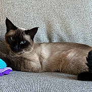Zelda joined the competition — help win amazing prizes! blue_eyes, cat, close_up, cozy, cushion, cute, fur, furniture, home, indoor, lying_down, pet, plush_toy, portrait, relaxed, siamese_cat, sofa, tail, toy, whiskers