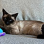 blue_eyes, cat, close_up, cozy, cushion, cute, fur, furniture, home, indoor, lying_down, pet, plush_toy, portrait, relaxed, siamese_cat, sofa, tail, toy, whiskers