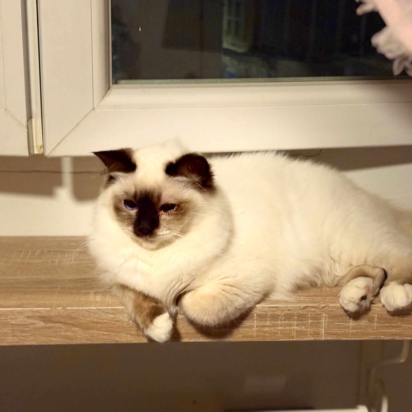 Athena participe au concours pour gagner de l'argent avec cette photo : animal, cabinet, cat, closet, cupboard, drawer, furniture, hardwood, kitten, manx, pet, plywood, shelf, siamese, window, windowsill, wood