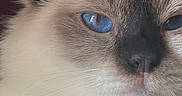 Athena participe au concours pour gagner de l'argent avec cette photo : animal, blue_eyes, cat, close_up, closeup, cute, domestic_cat, ear, face, feline, fluffy, fur, indoor, mammal, nose, pet, portrait, soft, whisker, whiskers