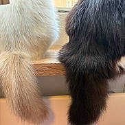 Athena participe au concours pour gagner de l'argent avec cette photo : cat, tail, fluffy, white_cat, black_cat, window, wooden_ledge, fur, pets, indoor, natural_light, close_up, animal, domestic_cat, two_cats, feline, soft_texture, sitting, quiet, peaceful