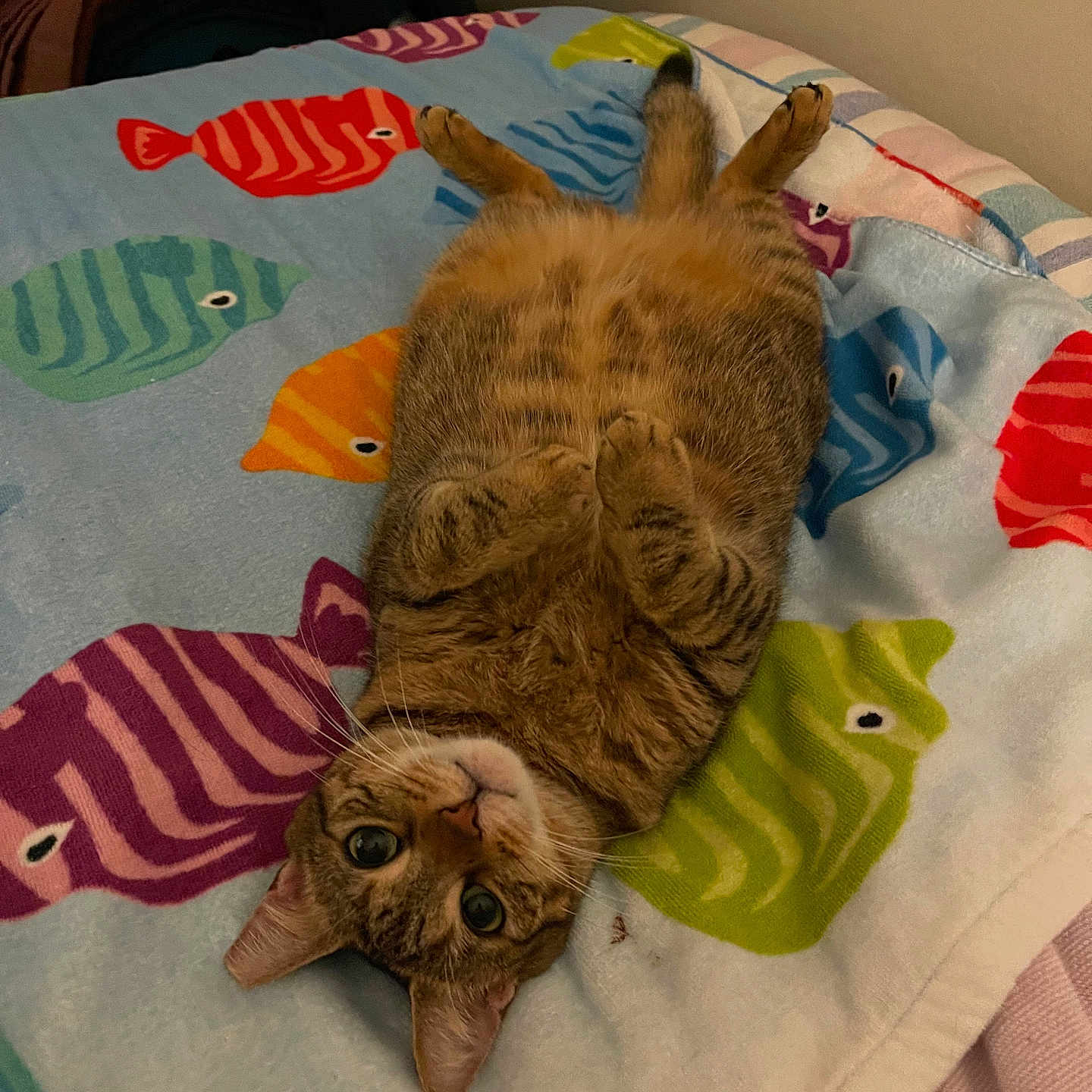 Mochi