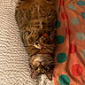 Mochi is registered to the contest to win money with this photo: animal, blanket, cat, collar, cute, domestic, fur, indoor, lying_down, mammal, paws, pet, playful, polka_dots, relaxed, sleepy, tabby_cat, towel, toy_mouse, whiskers