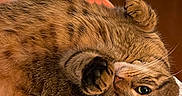 Mochi is registered to the contest to win money with this photo: animal, bed, blanket, cat, cozy, cute, domestic, feline, fur, indoor, mammal, paw, pet, playful, polka_dot, relaxed, resting, sleepy, tabby, whiskers