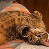 animal, bed, blanket, cat, cozy, cute, domestic, feline, fur, indoor, mammal, paw, pet, playful, polka_dot, relaxed, resting, sleepy, tabby, whiskers
