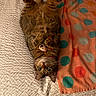 Mochi joined the competition — help win amazing prizes! animal, bed, blanket, cat, collar, cute, fur, indoor, mouse_toy, orange, paws, pet, polka_dots, relaxed, sleeping_position, tabby, towel, toy, whiskers, white
