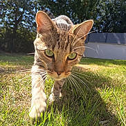 Volt a rejoint le concours — aidez-le/la à gagner de superbes lots ! animal, cat, closeup, curious, daylight, feline, focus, grass, green_eyes, ground, mammal, nature, outdoor, pet, shadows, sunlight, tabby_cat, trees, walking, whiskers