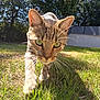 animal, cat, closeup, curious, daylight, feline, focus, grass, green_eyes, ground, mammal, nature, outdoor, pet, shadows, sunlight, tabby_cat, trees, walking, whiskers