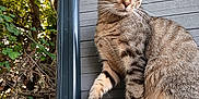 Volt participe au concours pour gagner de l'argent avec cette photo : alert, animal, cat, closeup, concrete, curious, feline, greenery, leaf, ledg, mammal, nature, outdoor, paw, pet, sitting, tabby_cat, tree, whiskers, wooden_wall