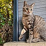 alert, animal, cat, closeup, concrete, curious, feline, greenery, leaf, ledg, mammal, nature, outdoor, paw, pet, sitting, tabby_cat, tree, whiskers, wooden_wall