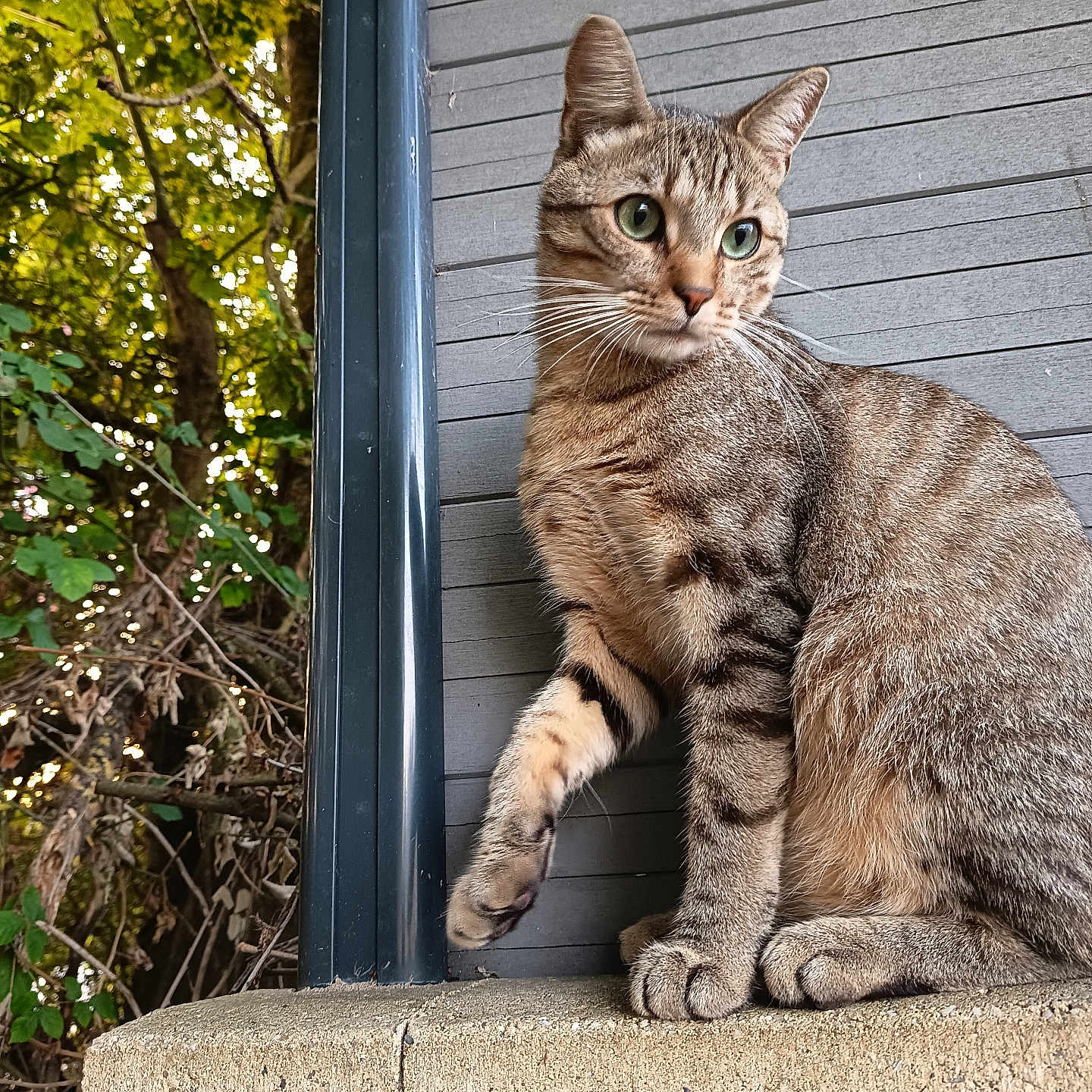Volt participe au concours pour gagner de l'argent avec cette photo : alert, animal, cat, closeup, concrete, curious, feline, greenery, leaf, ledg, mammal, nature, outdoor, paw, pet, sitting, tabby_cat, tree, whiskers, wooden_wall