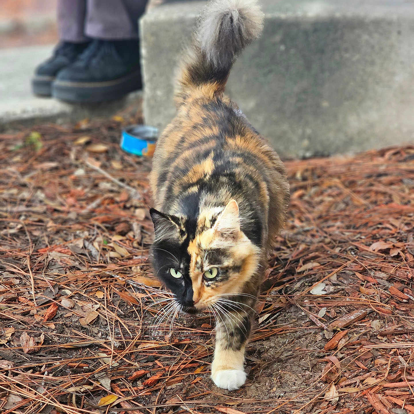 Kimchi is registered to the contest to win money with this photo: adult, animal, cat, clothing, footwear, grass, kitten, male, man, manx, pants, person, pet, plant, runningshoe, sandal, shoe, slate, sneaker, soil