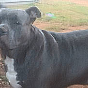 Rowdy joined the competition — help win amazing prizes! dog, outdoor, grass, dirt, pet, animal, canine, standing, blurred, fence, yard, nature, mammal, large_dog, daytime, portrait, fur, head, snout, ears
