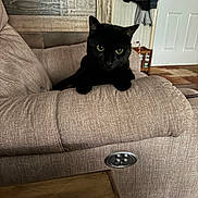 Shadow joined the competition — help win amazing prizes! black_cat, cat, pet, indoor, sofa, furniture, living_room, curious, animal, cozy, wooden_wall, couch, resting, ears, eyes, domestic_animal, home_interior, relaxed, table, jacket