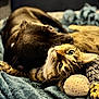 Urkann a rejoint le concours — aidez-le/la à gagner de superbes lots ! dog, cat, tabby_cat, blanket, plush_toy, pet, animal, fur, closeup, cuddle, resting, indoor, companion, cute, friendship, soft_texture, relaxation, nuzzle, cozy, warm