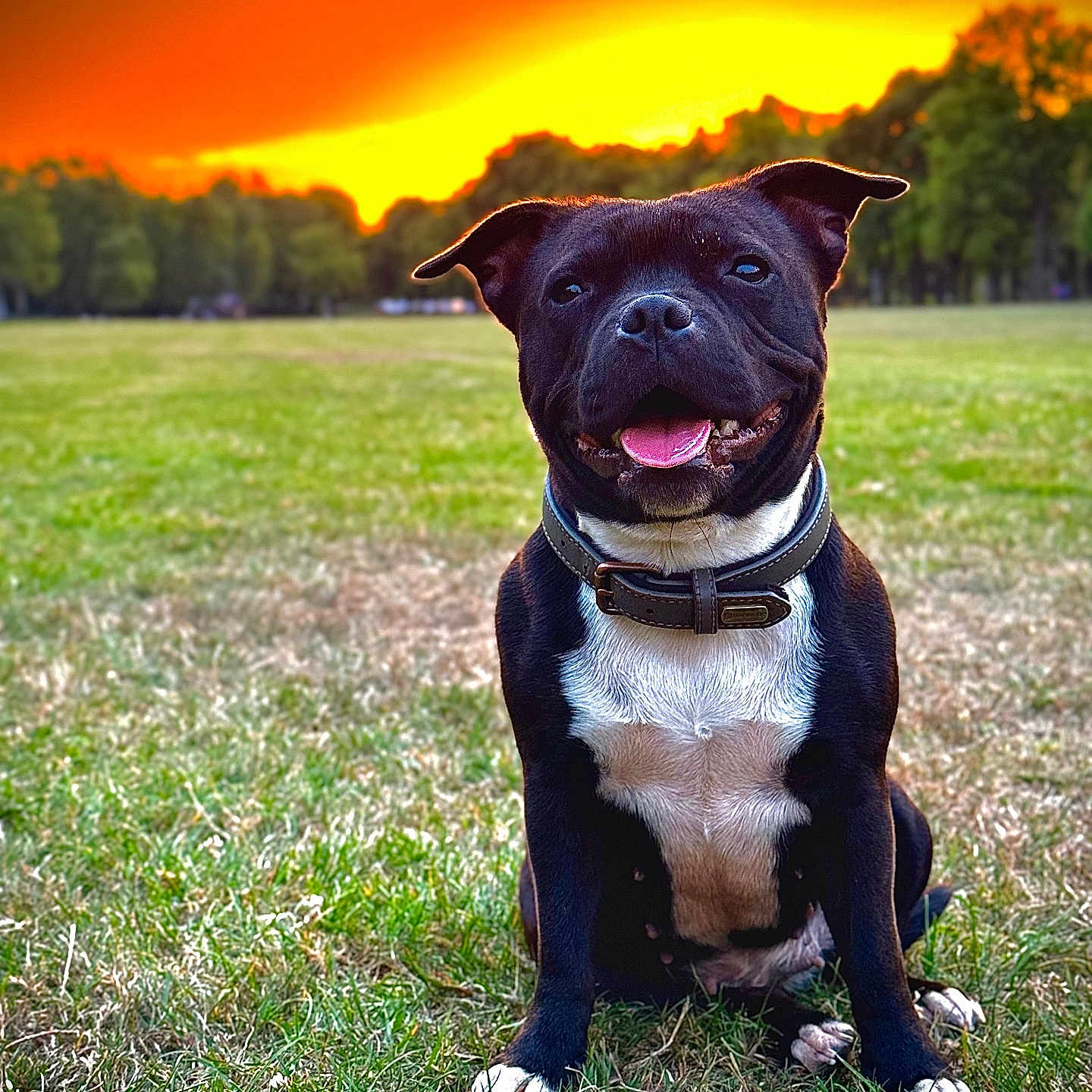 Urkann a rejoint le concours — aidez-le/la à gagner de superbes lots ! animal, black_dog, canine, collar, dog, ears_up, field, grass, happy, nature, orange_sky, outdoor, park, pet, sitting, smiling, sunset, tongue_out, trees, white_chest