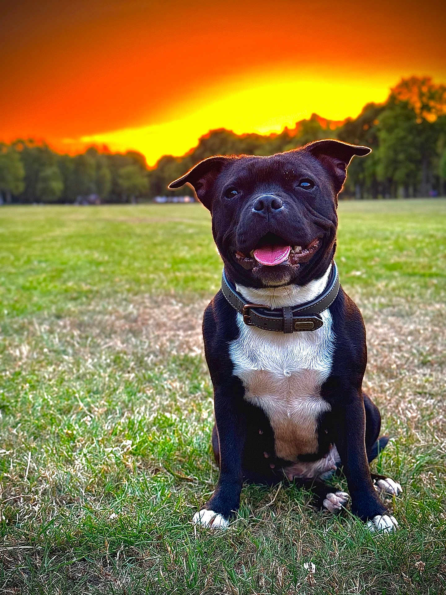 Urkann a rejoint le concours — aidez-le/la à gagner de superbes lots ! dog, black_dog, white_chest, collar, grass, field, sunset, orange_sky, trees, outdoor, happy, pet, animal, canine, tongue_out, sitting, nature, park, smiling, ears_up