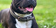 Urkann a rejoint le concours — aidez-le/la à gagner de superbes lots ! dog, black_dog, white_chest, collar, grass, tennis_ball, tongue_out, happy, pet, animal, playful, outdoor, nature, canine, muzzle, ears, closeup, summer, resting, park