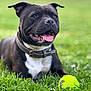 dog, black_dog, white_chest, collar, grass, tennis_ball, tongue_out, happy, pet, animal, playful, outdoor, nature, canine, muzzle, ears, closeup, summer, resting, park