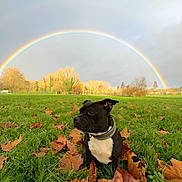 Urkann participe au concours pour gagner de l'argent avec cette photo : dog, grass, autumn_leaves, rainbow, outdoor, nature, sky, cloudy, field, collar, tree, fall, park, pet, animal, landscape, sunlight, scenic, colorful, leaf_litter