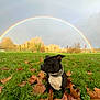 dog, grass, autumn_leaves, rainbow, outdoor, nature, sky, cloudy, field, collar, tree, fall, park, pet, animal, landscape, sunlight, scenic, colorful, leaf_litter