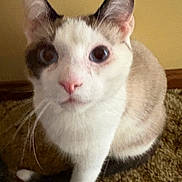 Snoopy is registered to the contest to win money with this photo: cat, pet, animal, indoor, carpet, fur, whiskers, curious, closeup, sitting, looking, ears, eyes, nose, paw, tail, feline, cute, domestic, mammal