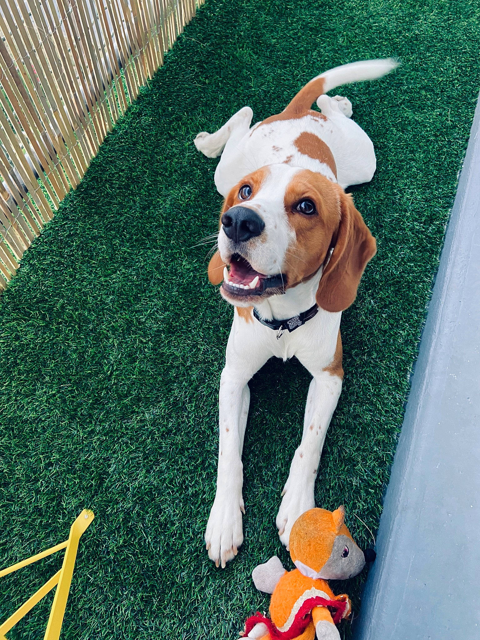 Pikka participe au concours pour gagner de l'argent avec cette photo : australian_bulldog, boxer, canidae, carnivore, dog, dog_breed, fawn, grass, mammal, non_sporting_group, olde_english_bulldogge, puppy, rare_breed_dog, snout, sporting_group, tail, valley_bulldog, vertebrate, working_dog