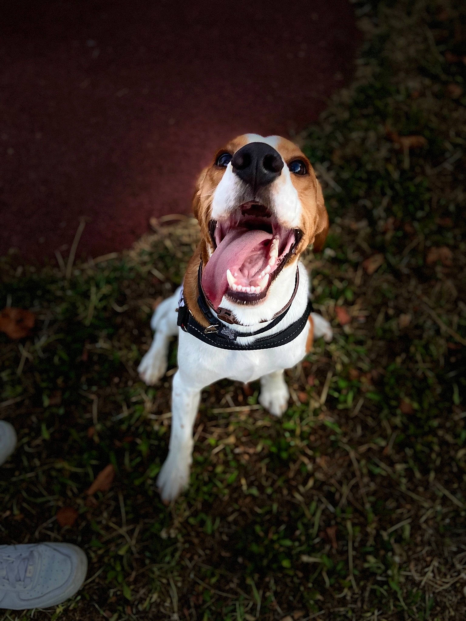 Pikka participe au concours pour gagner de l'argent avec cette photo : beagle, canidae, carnivore, coonhound, dog, dog_breed, fawn, grass, harrier, hunting_dog, mammal, puppy, snout, sporting_group, treeing_walker_coonhound