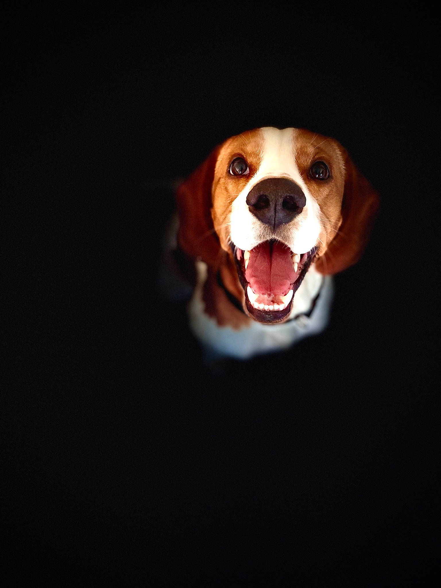 Pikka a rejoint le concours — aidez-le/la à gagner de superbes lots ! american_foxhound, beagle, beaglier, brittany, canidae, carnivore, companion_dog, dog, dog_breed, drever, english_foxhound, finnish_hound, harrier, hound, nose, puppy, rare_breed_dog, snout, sporting_group, tongue