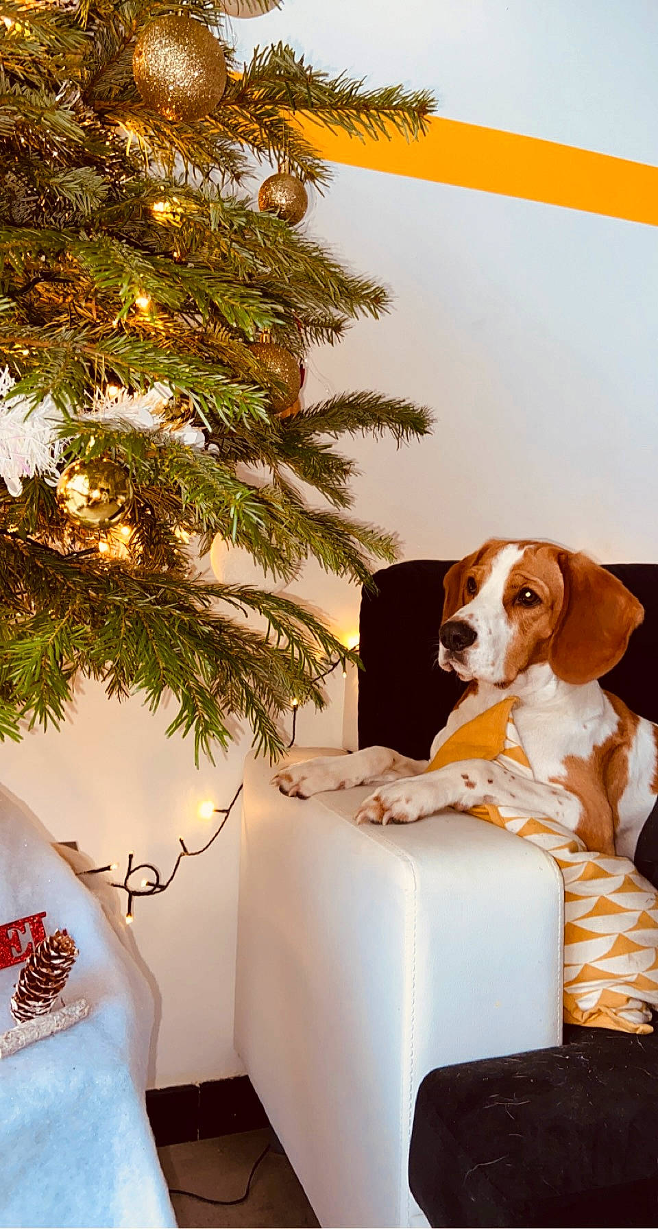 Pikka participe au concours pour gagner de l'argent avec cette photo : canidae, carnivore, christmas, christmas_decoration, christmas_eve, christmas_tree, companion_dog, conifer, dog, dog_breed, evergreen, holiday, hound, interior_design, liver, pine_family, pointing_breed, scent_hound, sporting_group, vertebrate