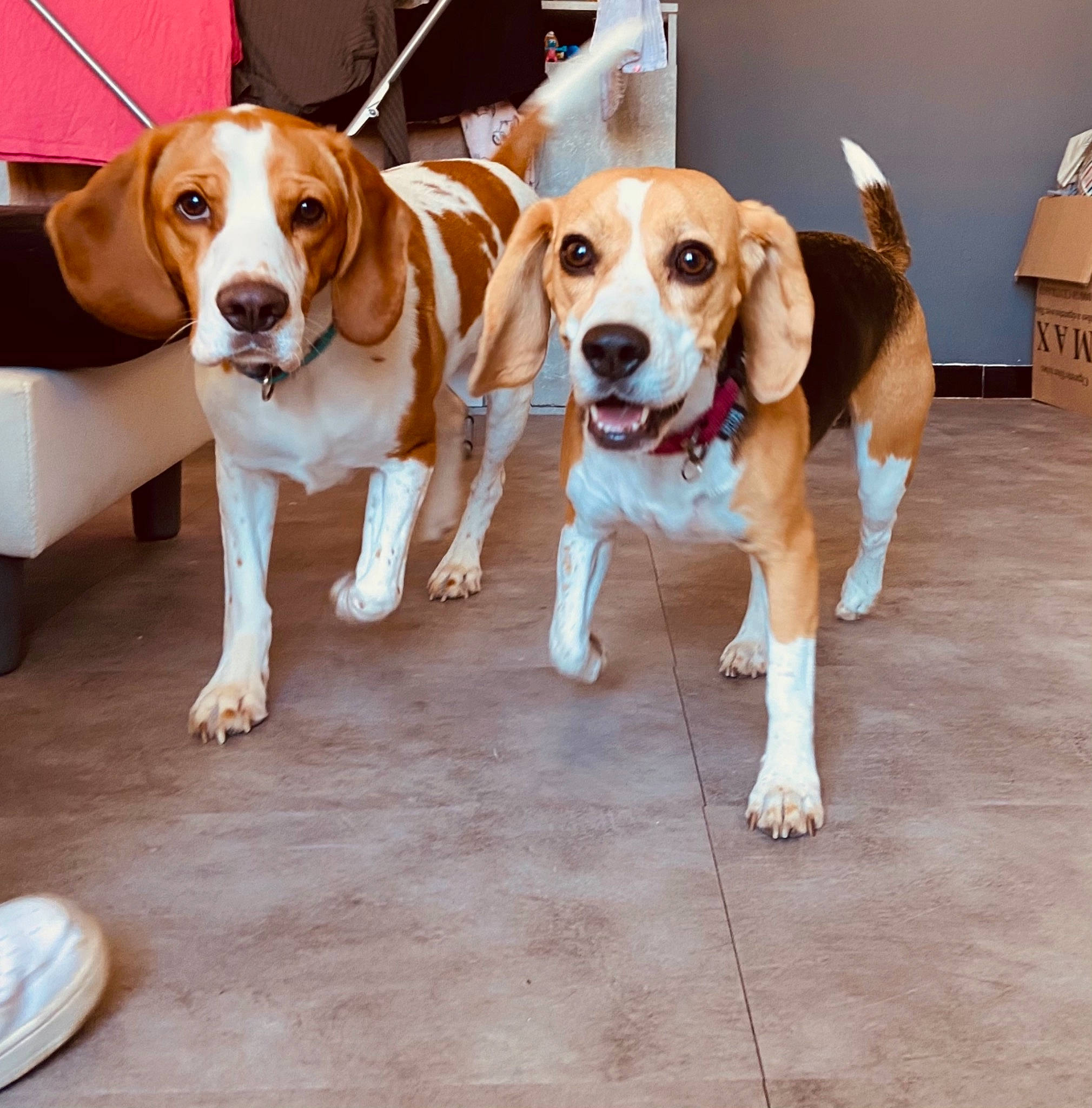 Laska a rejoint le concours — aidez-le/la à gagner de superbes lots ! beagle, canidae, carnivore, collar, companion_dog, dog, dog_breed, dog_collar, fawn, floor, flooring, hound, liver, mammal, pet_supply, scent_hound, snout, sporting_group, vertebrate, working_animal