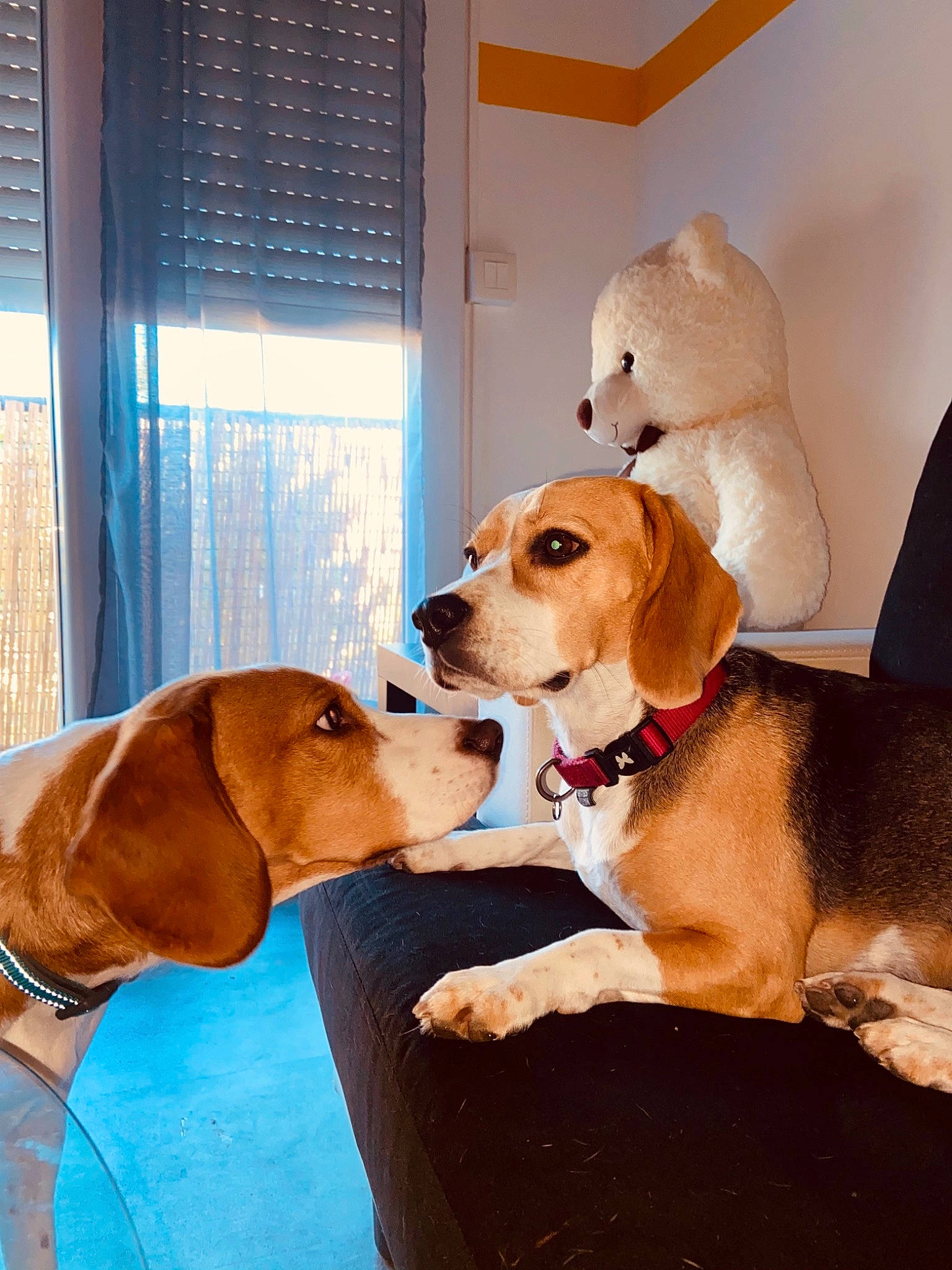 Laska a rejoint le concours — aidez-le/la à gagner de superbes lots ! carnivore, collar, comfort, companion_dog, dog, dog_breed, dog_collar, fawn, hound, interior_design, liver, pet_supply, snout, stuffed_toy, tan, vertebrate, window_blind, window_covering, window_treatment, working_animal