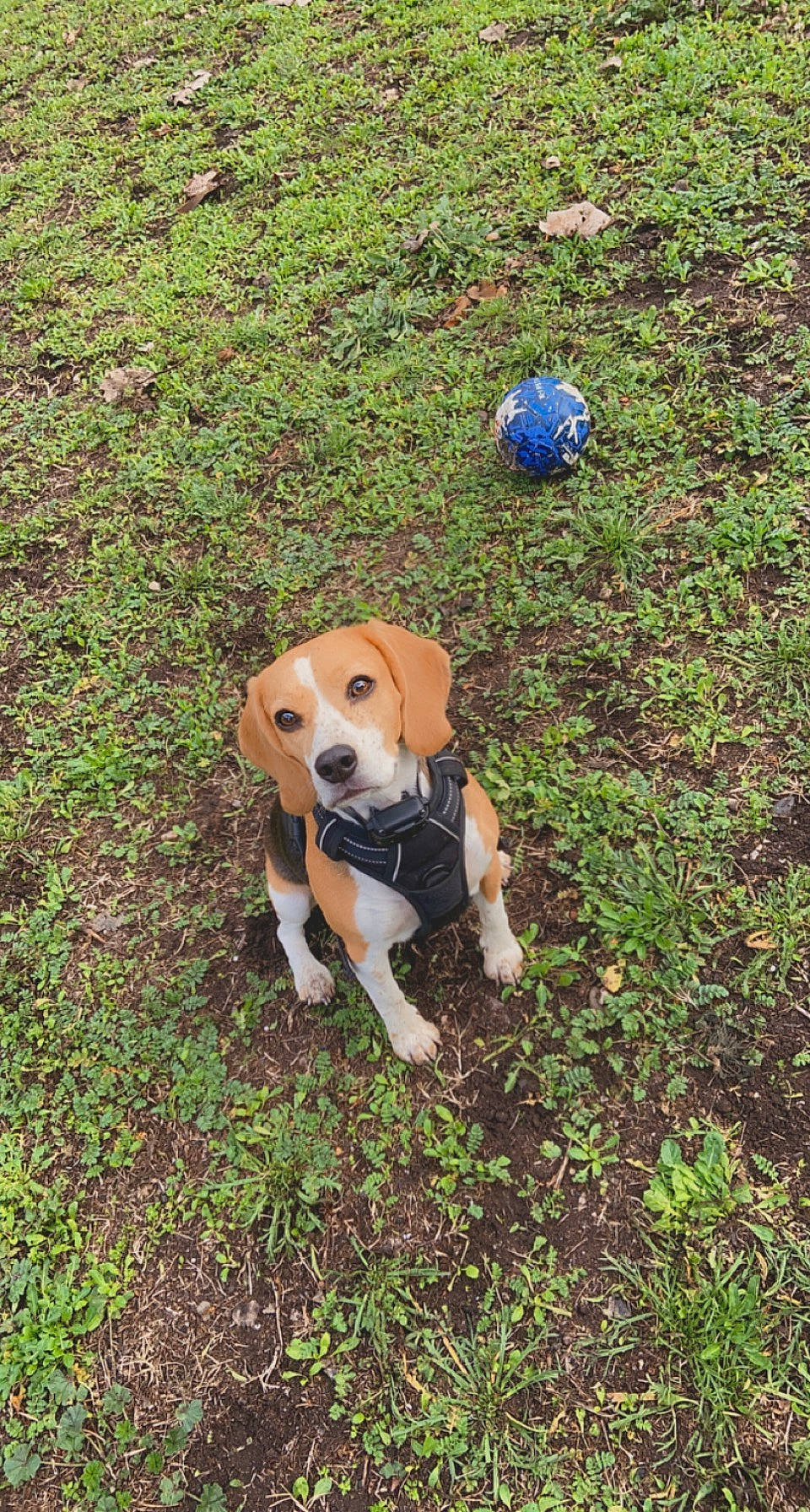 Laska a rejoint le concours — aidez-le/la à gagner de superbes lots ! beagle, beaglier, canidae, carnivore, collar, companion_dog, dog, dog_breed, dog_clothes, dog_supply, fawn, groundcover, hound, mammal, pet_supply, scent_hound, snout, sporting_group, tail, working_animal