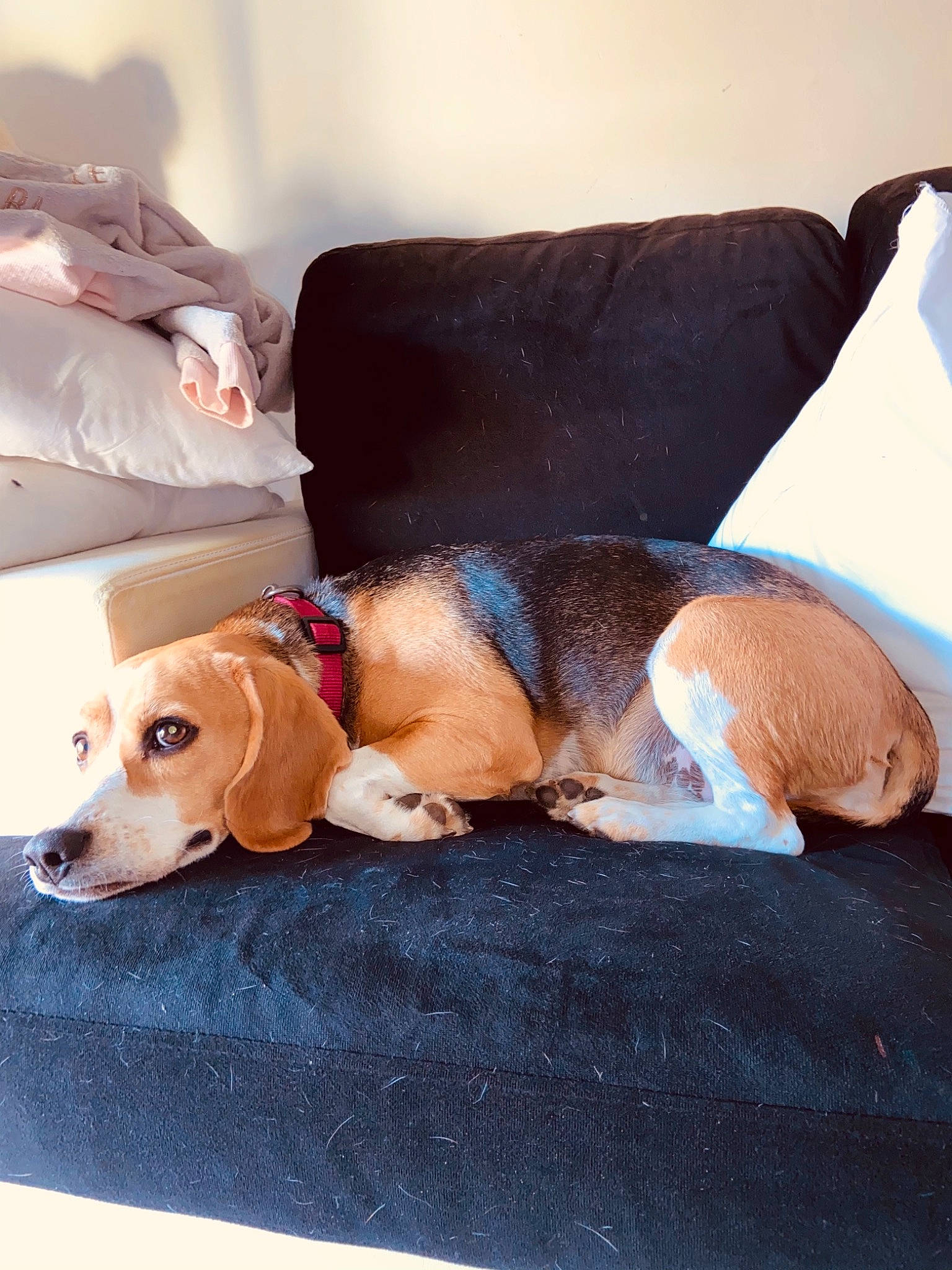 Laska a rejoint le concours — aidez-le/la à gagner de superbes lots ! canidae, carnivore, collar, comfort, companion_dog, couch, dog, dog_breed, fawn, fur, hound, liver, living_room, pet_supply, scent_hound, snout, sporting_group, tan, vertebrate, working_animal