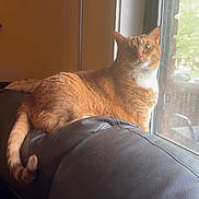 Lulu joined the competition — help win amazing prizes! cat, orange_tabby, feline, window, couch, leather, indoor, pet, animal, curious, relaxed, fur, tail, daylight, home, domestic, resting, looking_out, cozy, comfortable