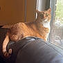 cat, orange_tabby, feline, window, couch, leather, indoor, pet, animal, curious, relaxed, fur, tail, daylight, home, domestic, resting, looking_out, cozy, comfortable