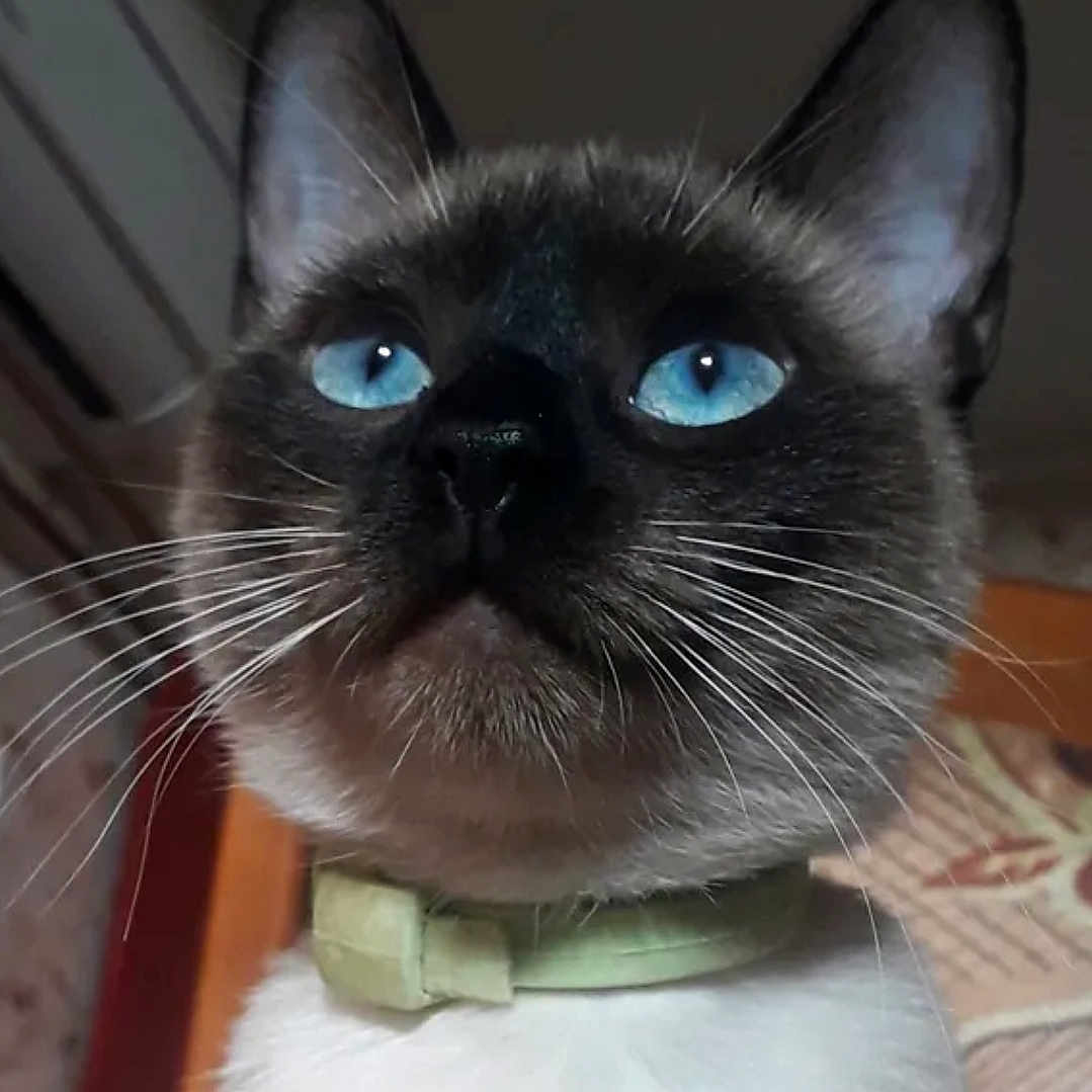 Anna a rejoint le concours — aidez-le/la à gagner de superbes lots ! animal, blue_eyes, cat, close_up, collar, cute, domestic_cat, ears, face, feline, fur, indoor, looking_up, mammal, nose, pet, portrait, siamese_cat, soft_light, whiskers