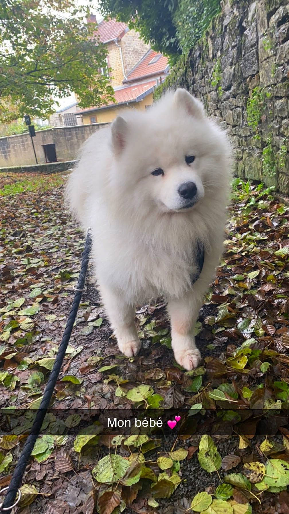 Olaf participe au concours pour gagner de l'argent avec cette photo : american_eskimo_dog, canidae, carnivore, companion_dog, dog, dog_breed, german_spitz, german_spitz_klein, german_spitz_mittel, grass, indian_spitz, japanese_spitz, plant, samoyed, snout, spitz, sporting_group, tree, volpino_italiano, working_animal