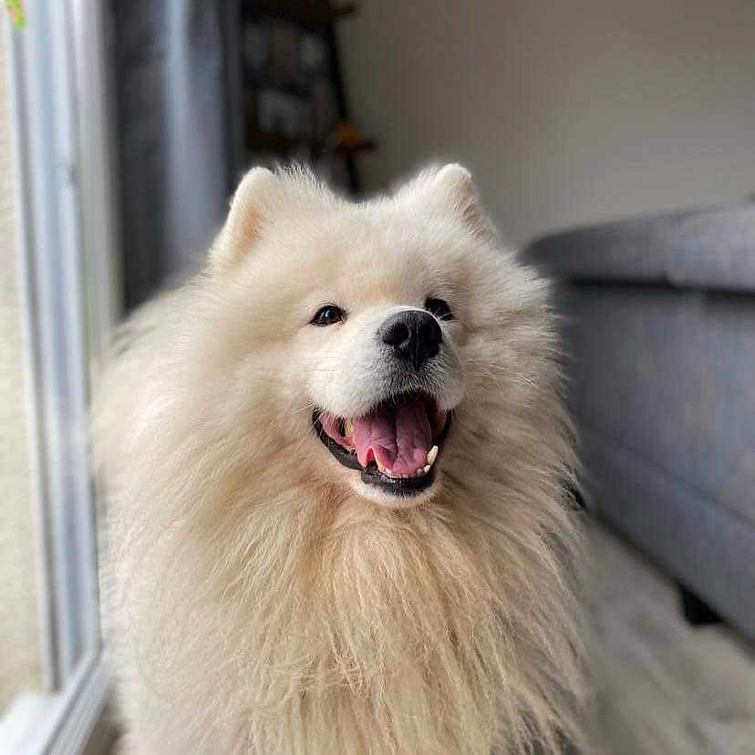 Olaf participe au concours pour gagner de l'argent avec cette photo : animal, canine, chow, dog, eskimodog, husky, pet, puppy, whitedog